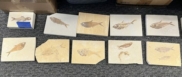 Lot - Green River Fossil Fish Plates - Wyoming #357699